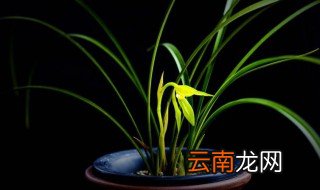 什么花适合放室内养不需阳光就行