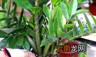 小叶金钱树的养殖方法 金钱树叶片繁殖方法