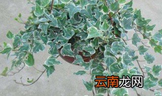 适合室内养花的品种是什么，家里适合养花的品种