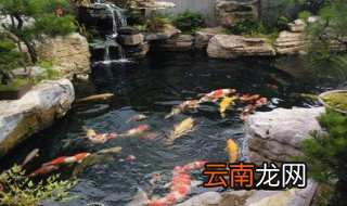 怎么养鲤鱼 鱼缸怎么养鲤鱼