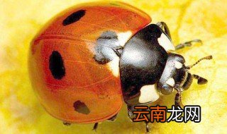 七星瓢虫怎么养 瓢虫怎么养