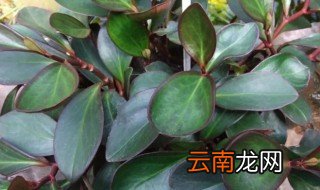 养红边椒草有哪些方法和技巧，椒草的养殖方法和注意事项有哪些