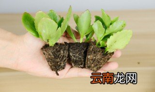 长寿花适合栽在室外吗应该怎样养