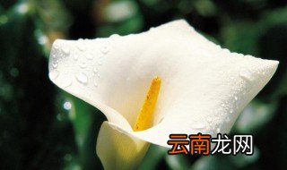 马蹄莲花几月开 马蹄莲是几月开花