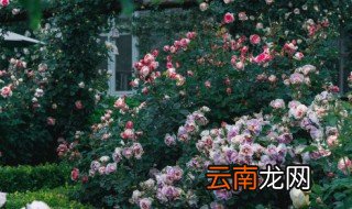 月季花花期过后如何管理 月季花开花结束后该怎么养