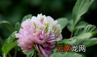 牡丹花养殖技巧 牡丹花怎么养
