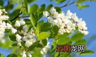 刺槐什么时候开花,刺槐花几月份开