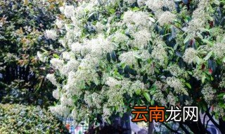 石楠树什么时候开花，石楠啥时候开花
