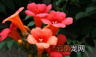 美国凌霄花什么时候开花 凌霄花什么时候开花