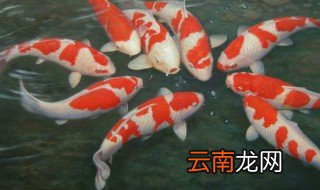 怎么养锦鲤鱼 怎么养锦鲤鱼?