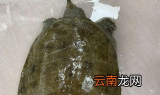 野生甲鱼怎么养，野生甲鱼怎么养殖