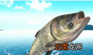 大头鱼怎么养,大头鱼怎么养殖
