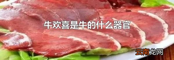 牛欢喜是牛的什么器官