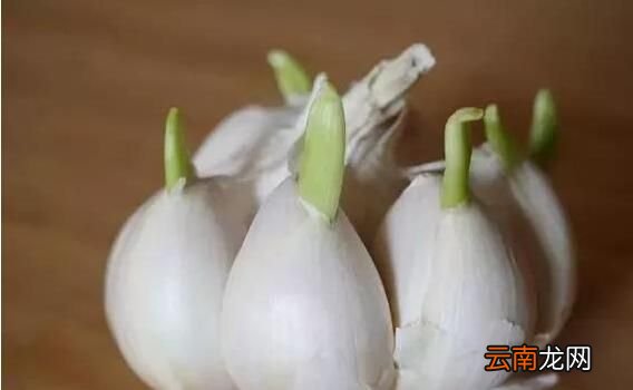 大蒜变绿了可以吃吗 变绿的大蒜可以吃吗