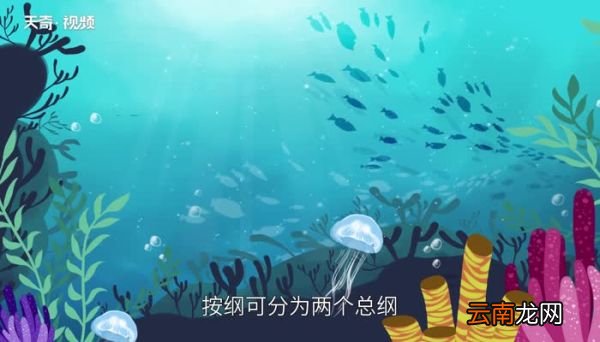 鱼的种类 鱼的种类有哪几种