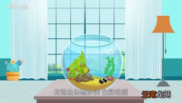 鱼的种类 鱼的种类有哪几种