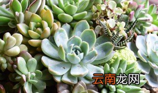 倒挂金钟怎样扦插 倒挂金钟怎样扦插才能成活