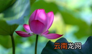 莲花开的时候什么季节 莲花什么季节开花的