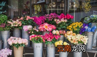 适合冬季室内养的花 适合冬季室内养的花和植物
