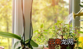 白蝴蝶花怎么养 白蝴蝶该如何养护