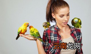 棕头牡丹鹦鹉养殖合法吗 棕头牡丹鹦鹉合不合法