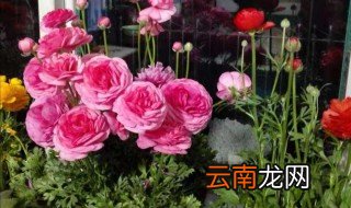 芹叶牡丹是室内花吗 芹叶牡丹是牡丹花吗