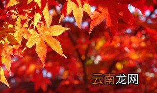 秋天景色优美的句子 秋天景色优美的句子精选