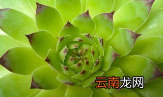 观音莲养护技巧是什么，养观音莲的注意事项