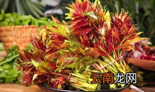 香椿芽可以保存几天 香椿芽放冰箱里能保存几天