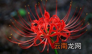 曼珠沙华什么时候开花 曼珠沙华啥时候开花