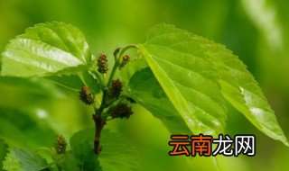 桑叶可以冷藏保鲜多久 桑叶放冰箱里能保存几天