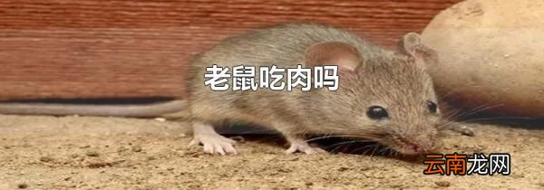 老鼠吃肉吗