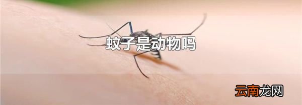 蚊子是动物吗