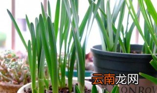 水仙开花后要怎么养，水仙花开完花怎么养
