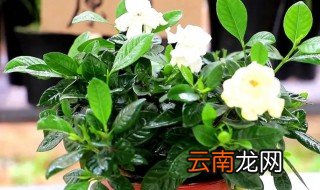 栀子花开过花后怎么养 栀子开花后怎么养