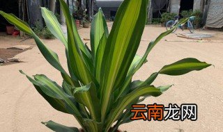 金心也门铁开花后怎么养，也门铁开花后怎么处理