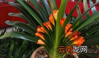 君子兰开花时怎么养 养君子兰开花后怎么办