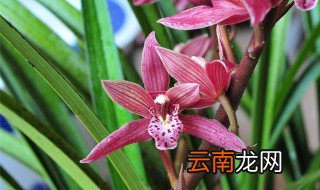 墨兰开花后第二年怎么养 墨兰开完花后怎么养护
