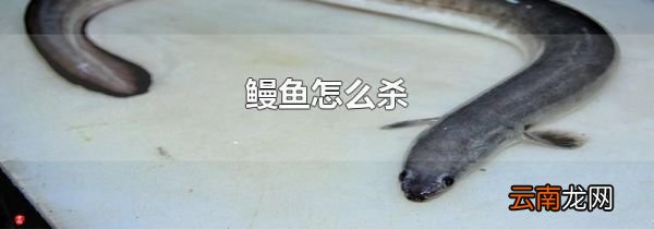 鳗鱼怎么杀