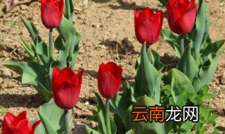 郁金开花后怎么养，郁金花怎样养