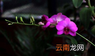 蝴蝶兰为什么叫蝴蝶兰 蝴蝶兰为什么叫蝴蝶兰?