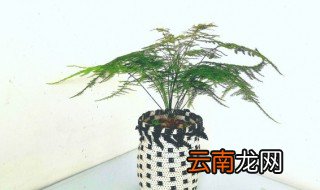 开花后的文竹怎么养 文竹花怎么养