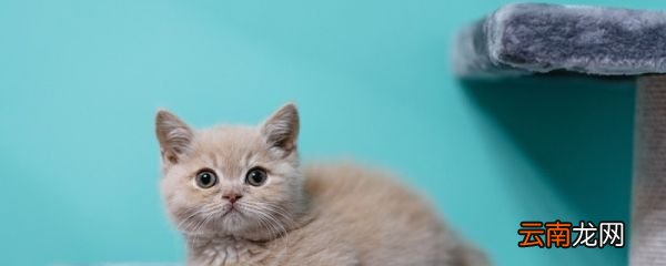 梦见猫 梦见猫什么意思