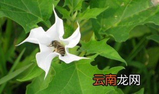 曼陀罗什么时候开花 曼陀罗什么时候开花什么时候结果