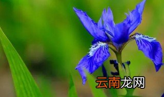 鸢尾花什么时候开花，鸢尾花多长时间开花