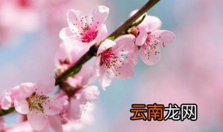 桃花是什么时候开花，桃花是什么时候开花什么时候结果