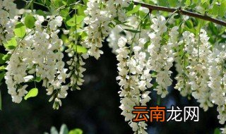 洋槐何时开花 洋槐树什么时候开花