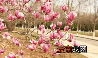 木兰花什么时候开花 木兰几月份开花