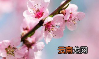 桃花什么时候开花季节桂花 桃花什么时候开花季节