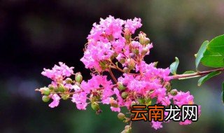 紫薇树什么时候开花，紫薇树什么时候开花最好